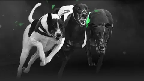 全红婵：无论谁夺冠，中国选手得金牌就满意